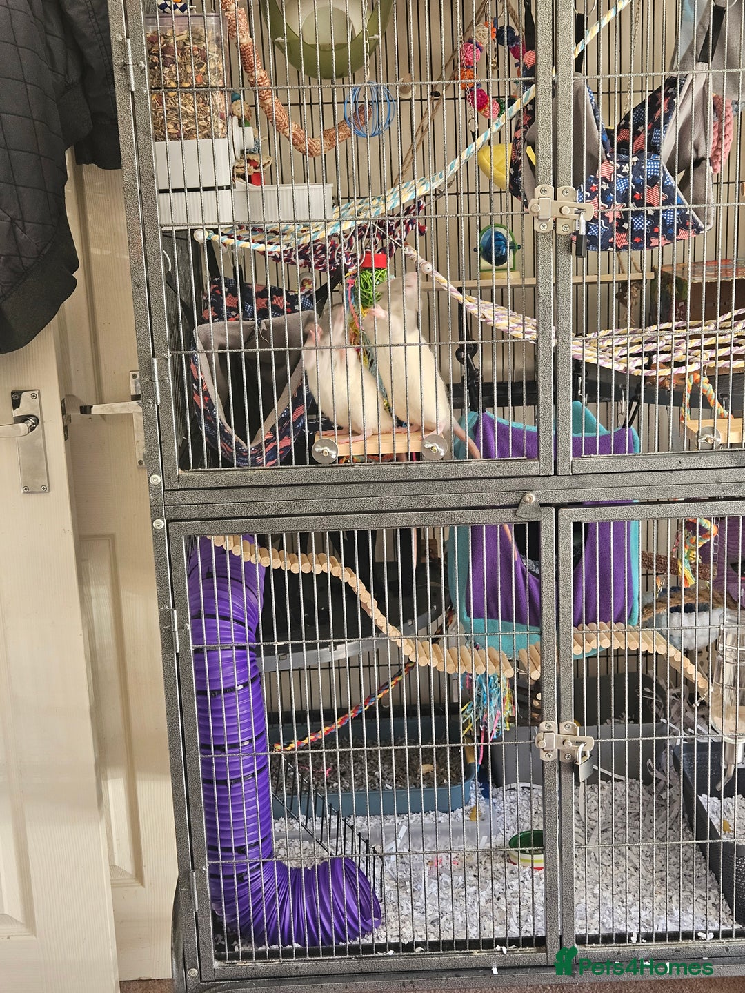 Rat rodents for sale: Rats  - Image 8