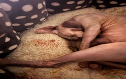 Sphynx cats for sale: Boy and girl syphnx  - Image 17