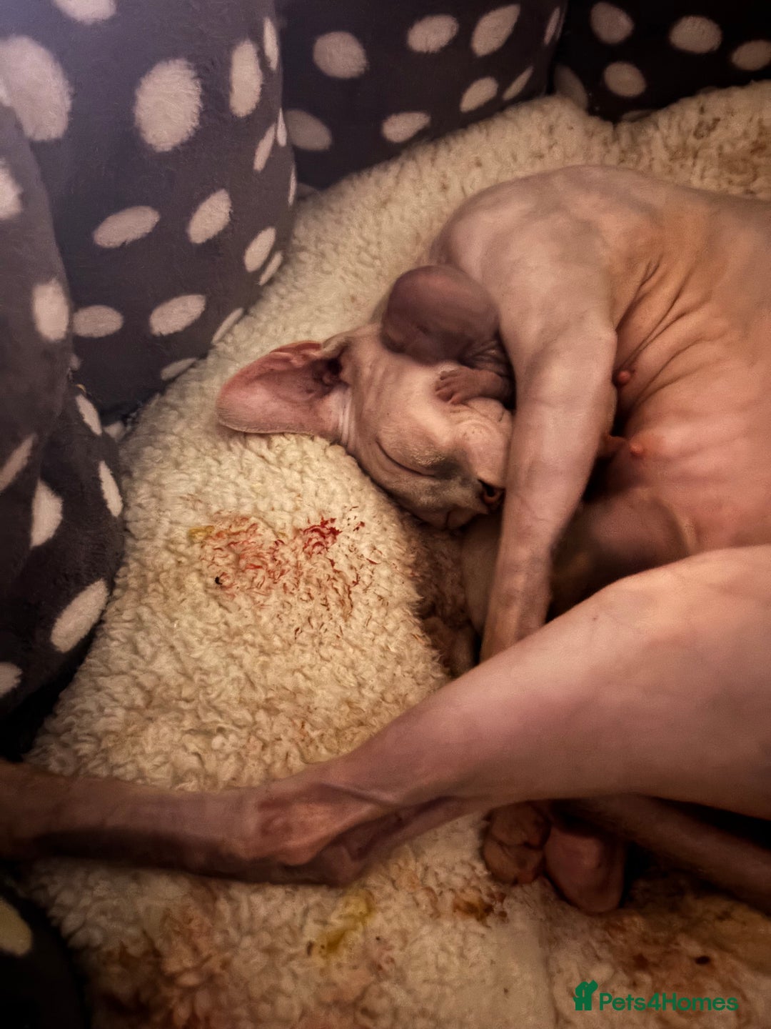 Sphynx cats for sale: Boy and girl syphnx  - Image 17