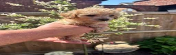 Toy Poodle dogs for sale: Beautiful Litter of Toy Poodle Pups  - Advert 7