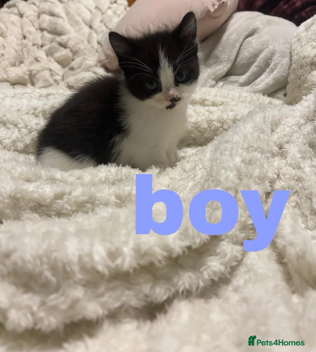 Mixed Breed cats for sale: Kittens - Advert 5