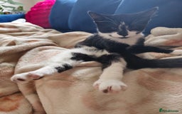 Mixed Breed cats for sale: 3 beautiful kittens for sale - Image 10