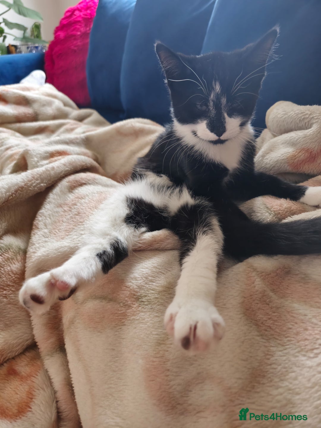 Mixed Breed cats for sale: 3 beautiful kittens for sale - Image 10