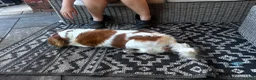 Cavalier King Charles Spaniel dogs for sale: Pedigree cavalier bitch  - Advert 3