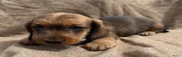 Miniature Dachshund dogs for sale: Miniature wire haired dachshunds 🐶 - Advert 10