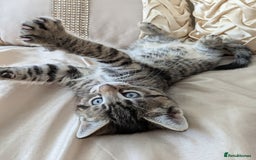 Bengal cats for sale: Purebred Spotted Bengal Kittens Brown Charcoal - Image 7