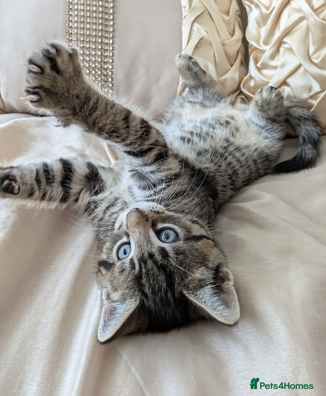 Bengal cats for sale: Purebred Spotted Bengal Kittens Brown Charcoal - Image 7