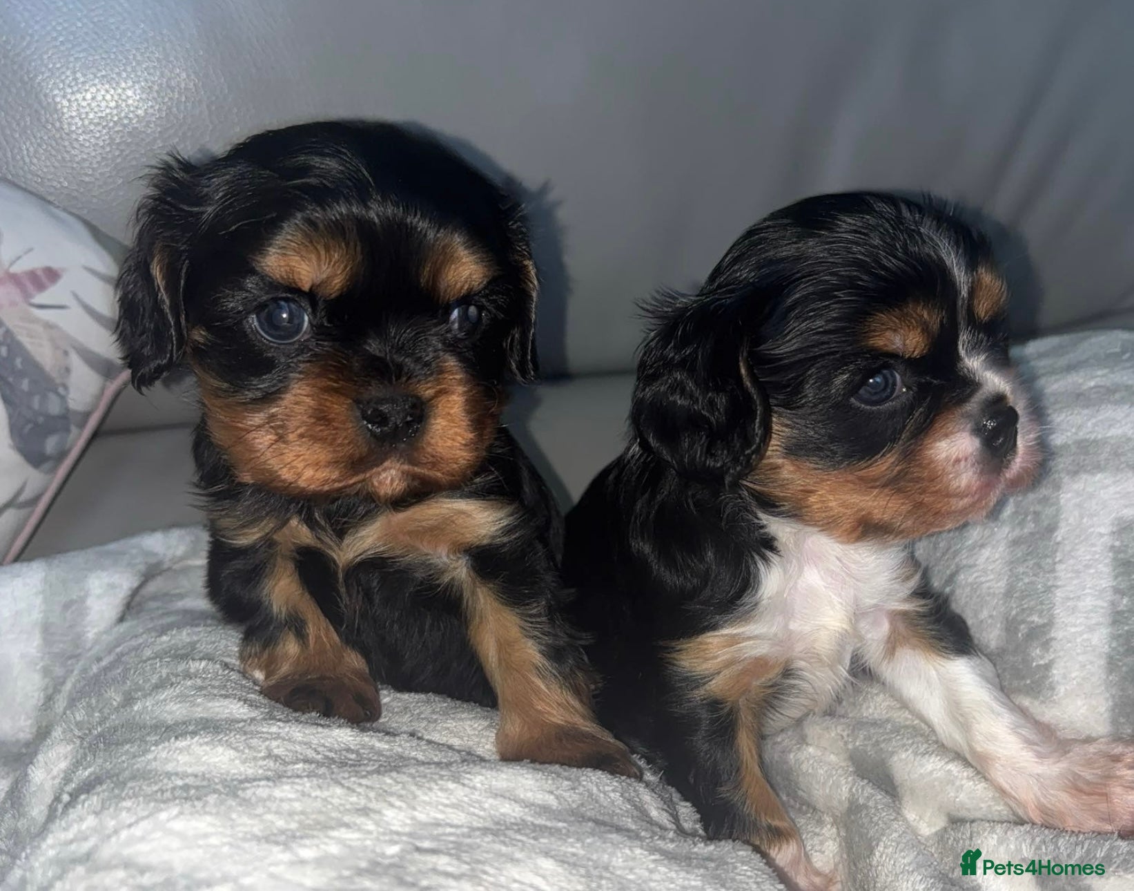 Cavalier King Charles Spaniel dogs Two beautiful kc boys  - Advert 12