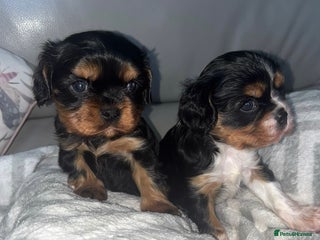 Cavalier King Charles Spaniel dogs Two beautiful kc boys - Advert 12