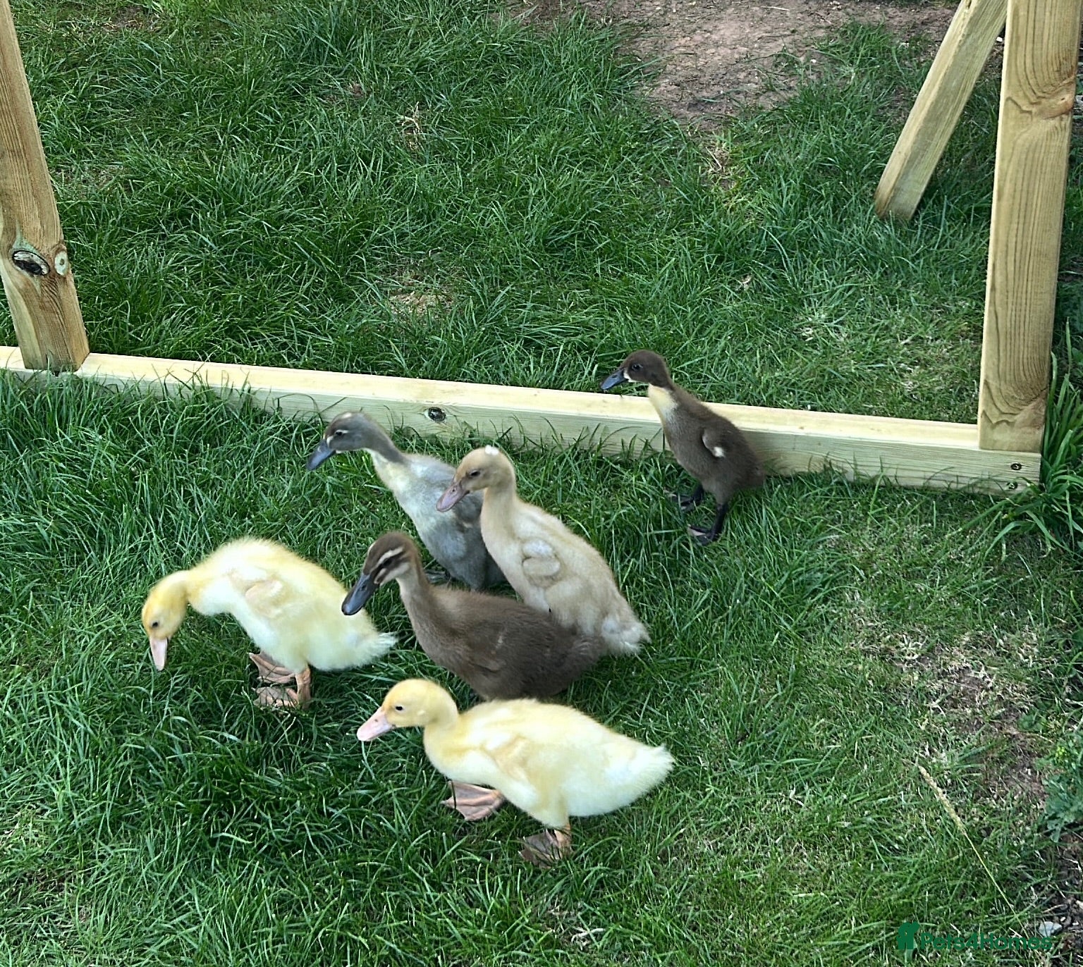 Ducks poultry Indian runner ducks - Advert 3