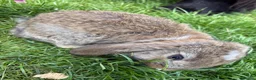 Mini Lop rabbits for sale: Beautiful pure breed mini lops😍 - Advert 12