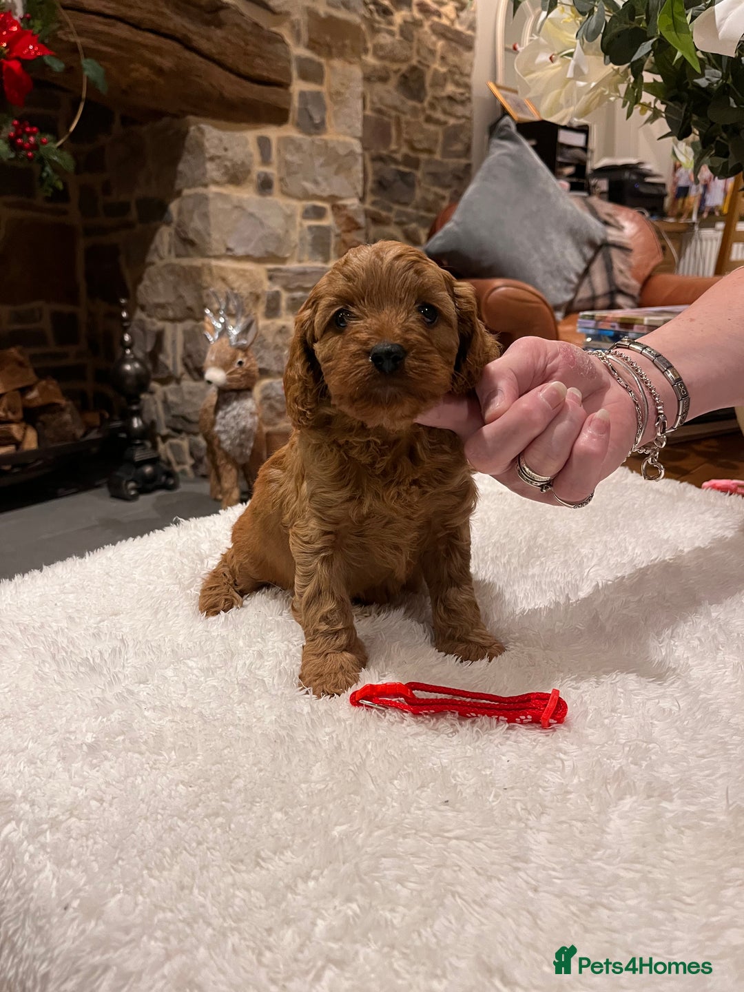 Cavapoo dogs for sale: Gorgeous litter of F1 Cavapoo puppies  - Advert 5