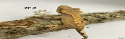 Gecko reptiles for sale: Adult + Juvenile Crested Geckos inc. Lilly Whites - Advert 5