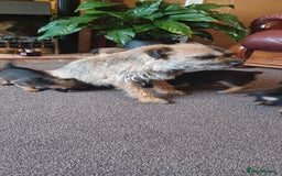 Border Terrier dogs for sale: Boarder terrier x Jack Russell girl pup - Image 13