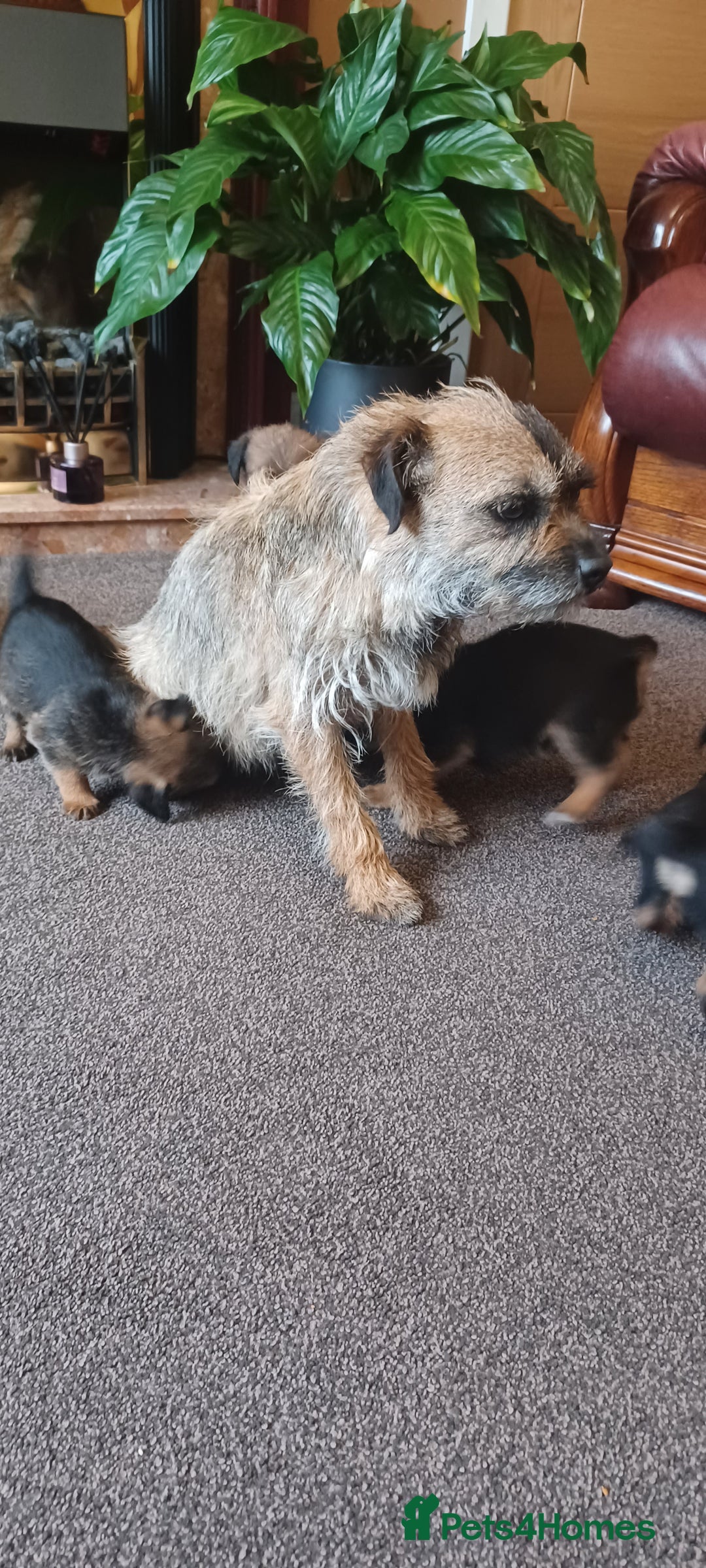 Border Terrier dogs for sale: Boarder terrier x Jack Russell girl pup - Image 13
