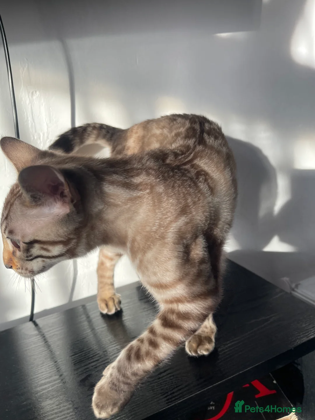 Bengal cats for sale: Snow Lynx Bengal Male kitten - Advert 7