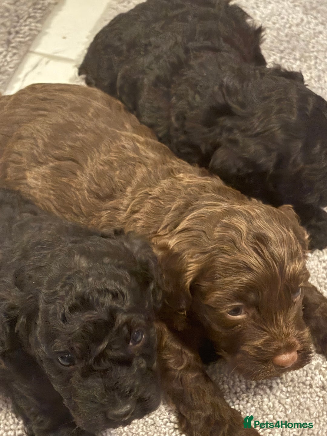 Cockapoo dogs for sale: Beautiful cockapoo puppies for sale - Advert 2