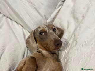 Miniature Dachshund dogs WANTED - Stud - Advert 3