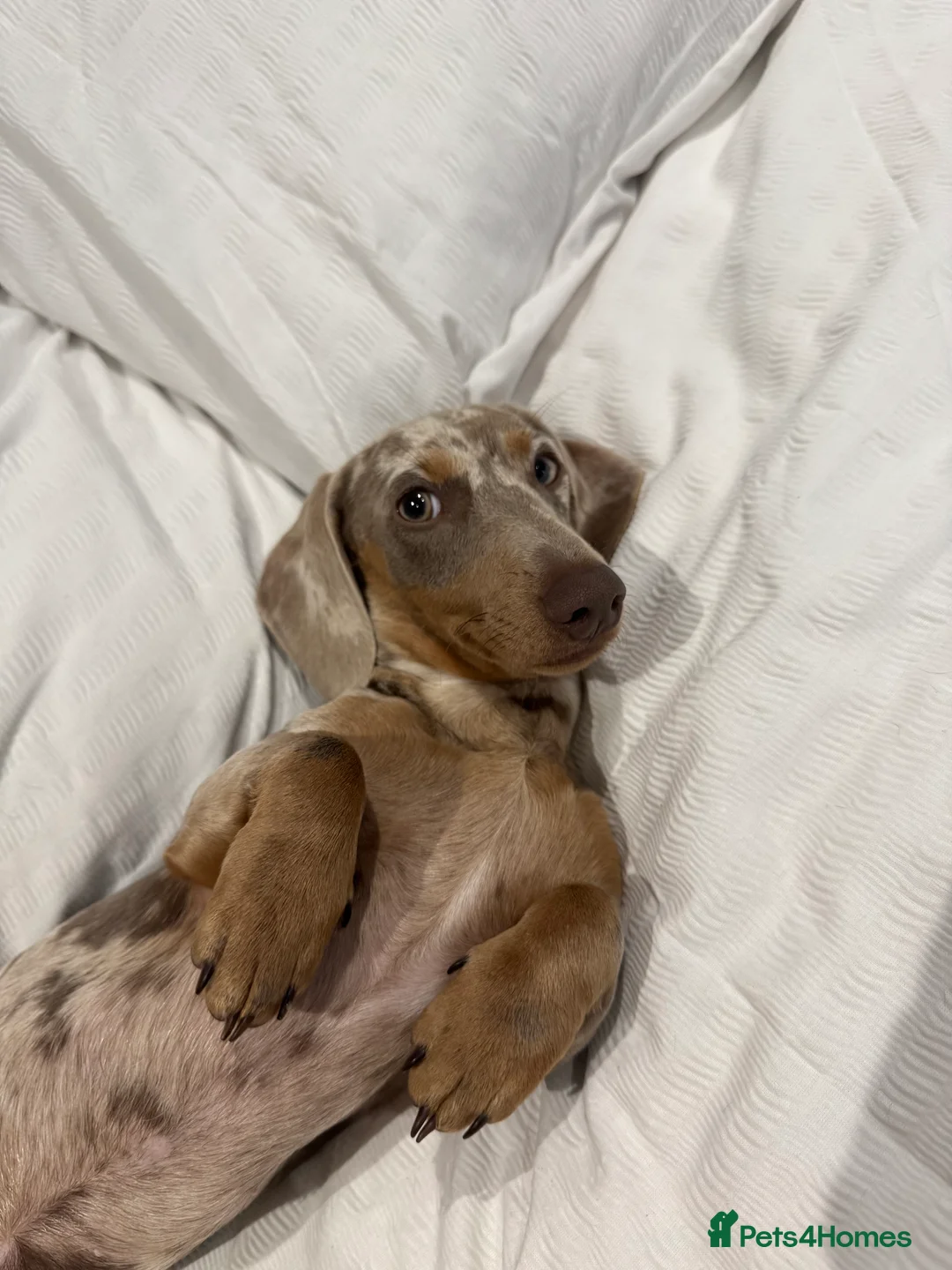 Miniature Dachshund dogs for stud: WANTED - Stud  - Advert 1