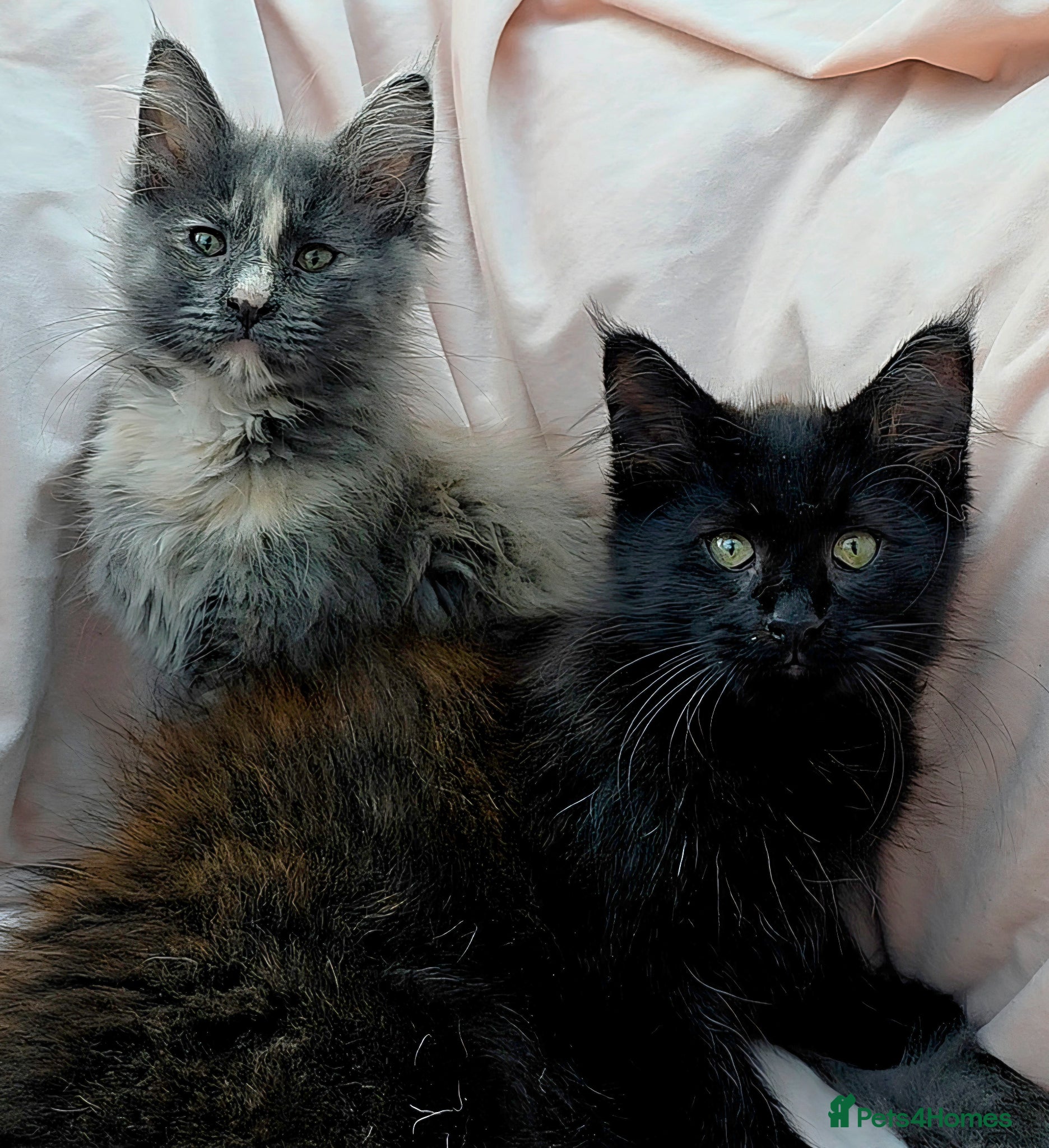 Mixed Breed cats Female Maine Coon X British Short Hair - Advert 1