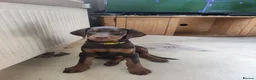 Dobermann dogs for sale: FOUR DOBERMANN FEMALE PUPS STILL AVAILABLE  - Advert 4