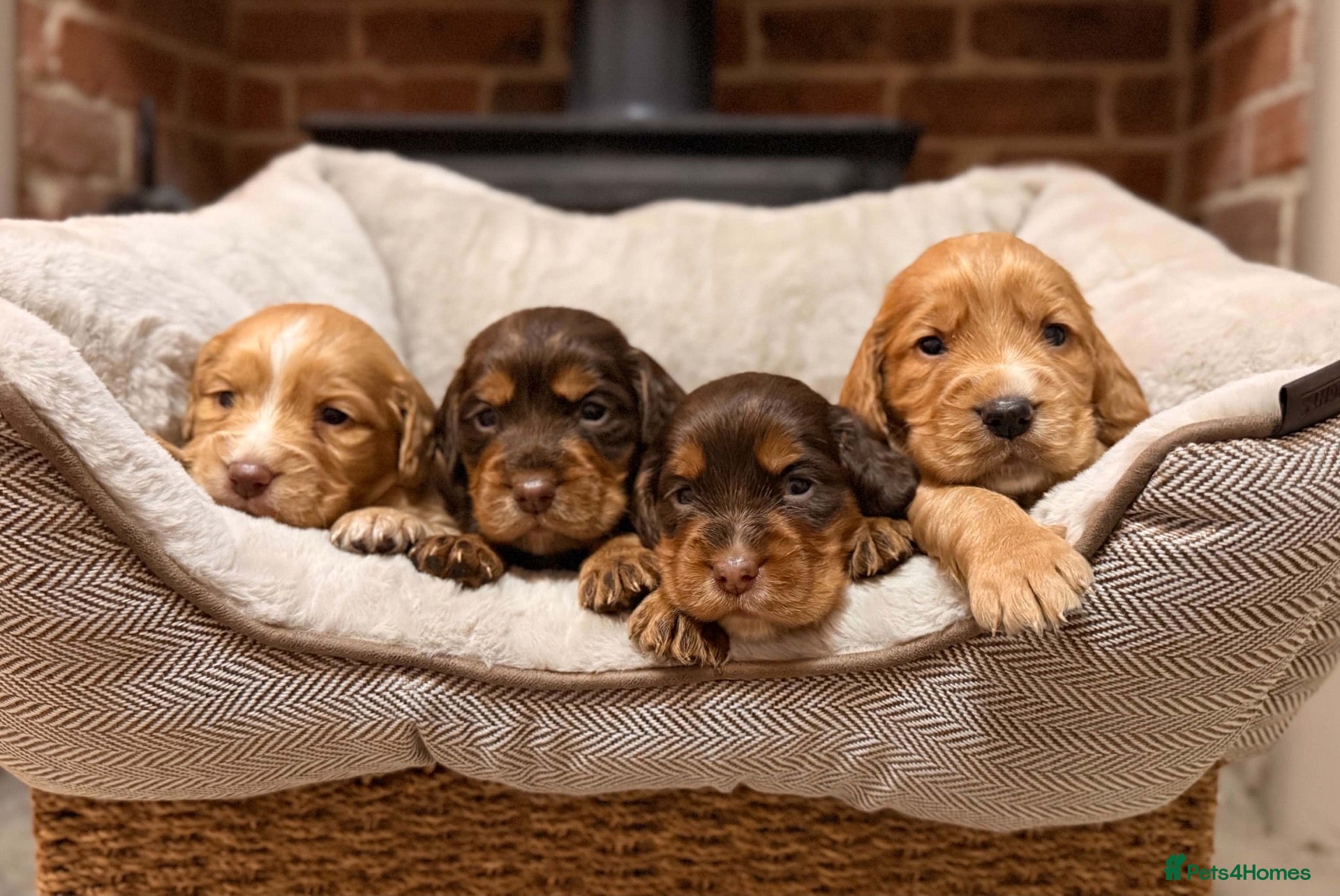 Cocker Spaniel dogs TOP CLASS KC COCKER SPANIELS  - Advert 1