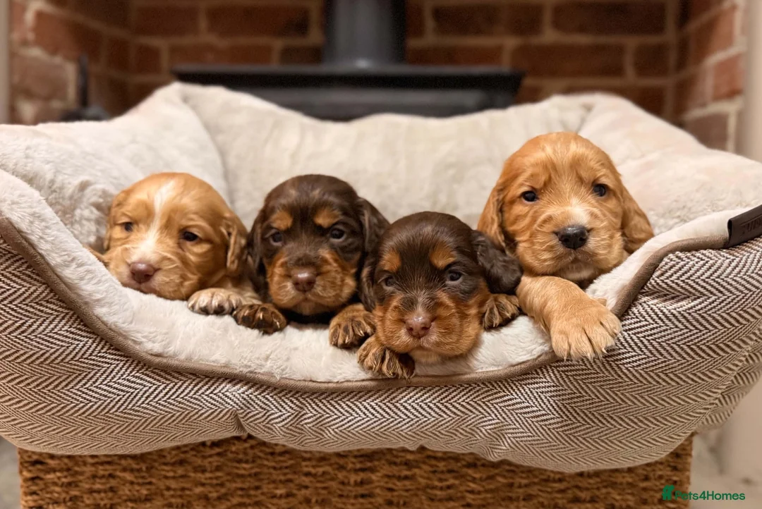 Cocker Spaniel dogs for sale: TOP CLASS KC COCKER SPANIELS  - Advert 1