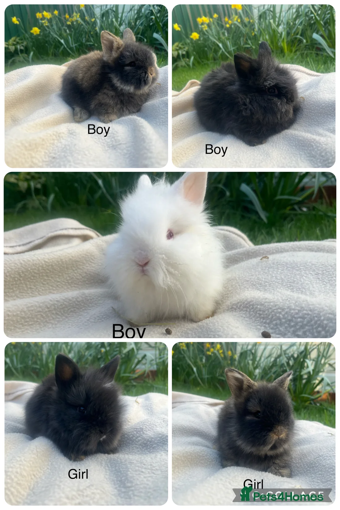 Lionhead rabbits for sale: Beautiful mini double maned lionheads bunnies  - Advert 1