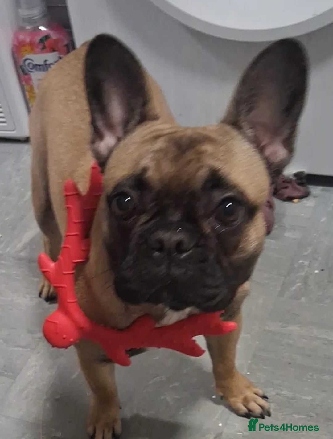 French Bulldog dogs for sale: Beautiful girl  - Advert 3