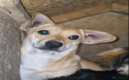 Mixed Breed dogs for adoption: 💖🐶 IRIS 🐶💖 - Image 3
