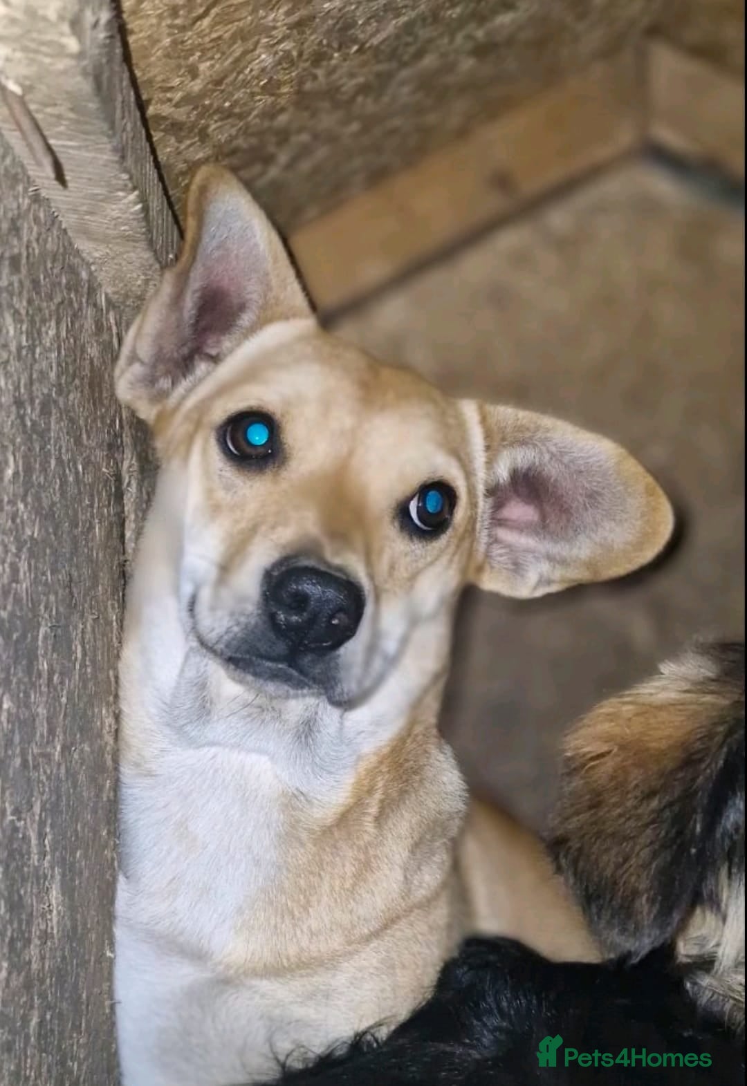 Mixed Breed dogs for adoption: 💖🐶 IRIS 🐶💖 - Image 3