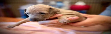 Italian Greyhound 1