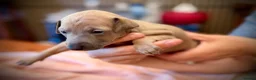 Italian Greyhound dogs for sale: KC Registered Italian Greyhound Girl Puppies - Advert 6