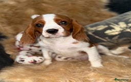 Cavalier King Charles Spaniel dogs for sale: ⭐️ Stunning Cavalier King Charles Spaniels ⭐️ in Stafford - Image 4