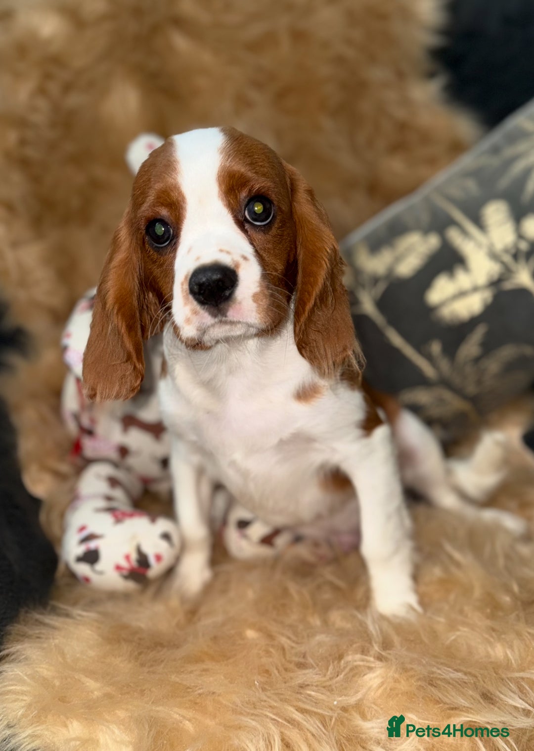 Cavalier King Charles Spaniel dogs for sale: ⭐️ Stunning Cavalier King Charles Spaniels ⭐️ in Stafford - Image 4
