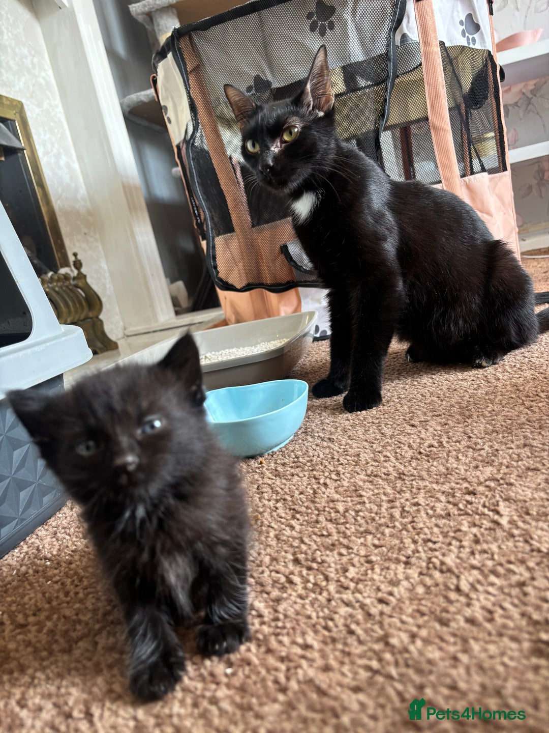 Mixed Breed cats for sale: 3 Beautiful Female Kittens For Sale - Image 4