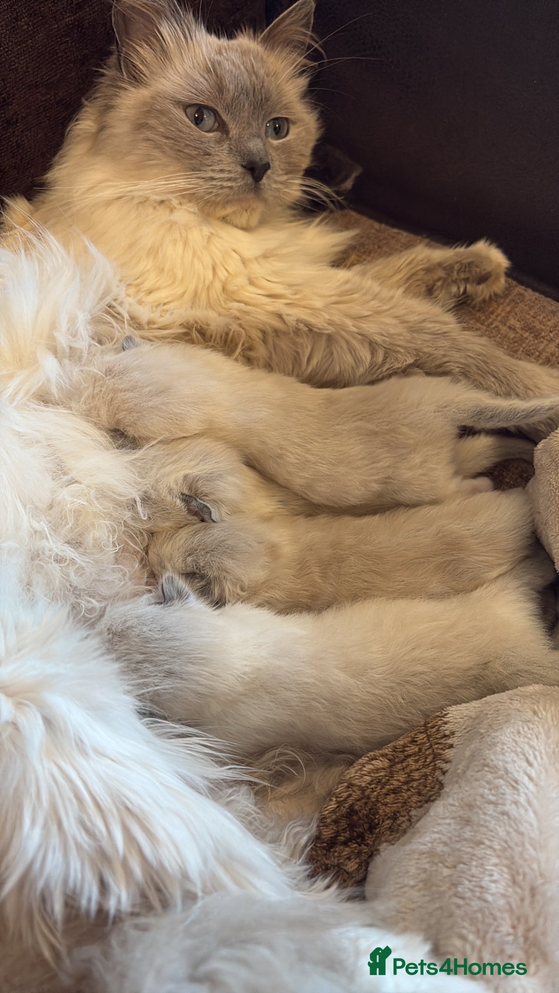 Ragdoll cats Beautiful 100% ragdoll babies - Advert 3