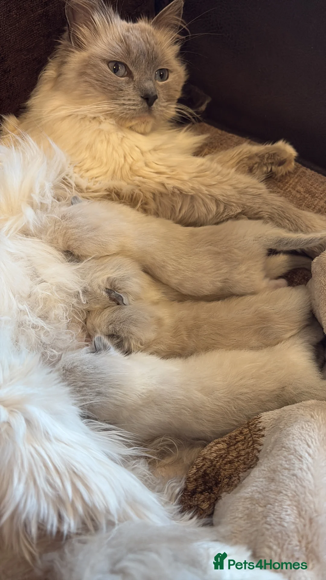 Ragdoll cats for sale: Beautiful 100% ragdoll babies - Advert 1