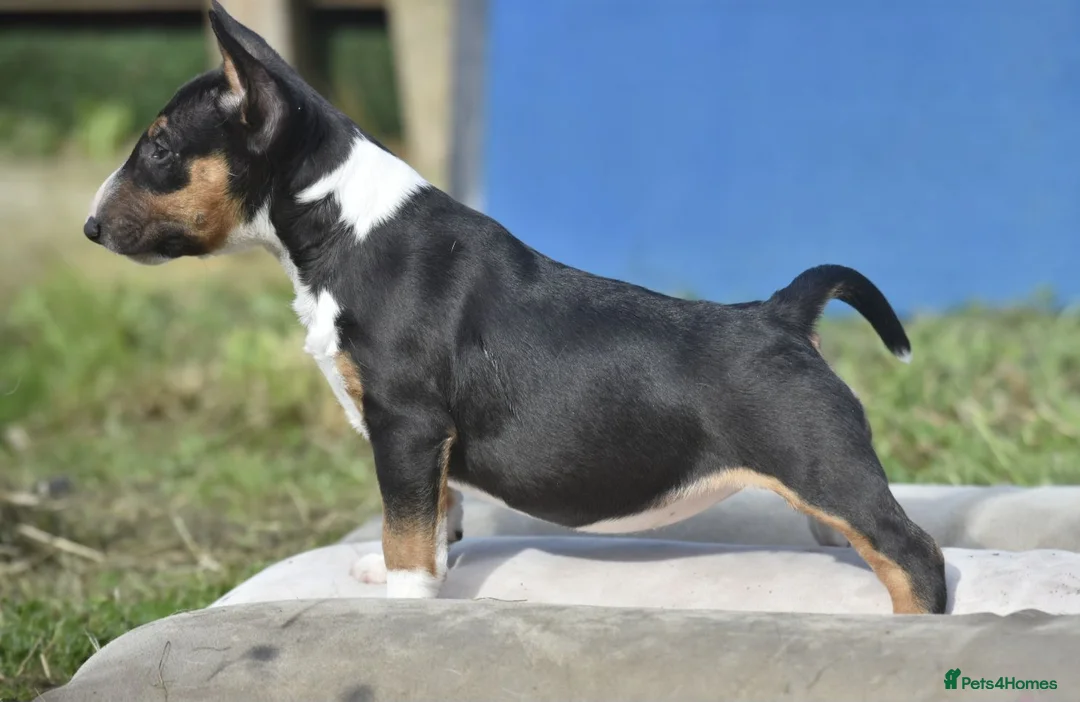 Miniature Bull terrier dogs for sale: Quality miniature english bull terrier puppies - Advert 1