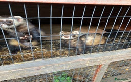 Ferret rodents for sale: Polecat and Sandy Ferrets hobs  - Image 6
