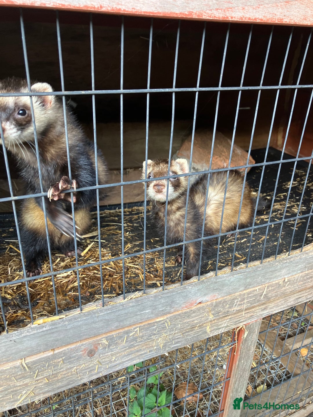 Ferret rodents for sale: Polecat and Sandy Ferrets hobs  - Image 6