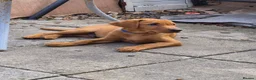 Labrador Retriever dogs for sale: Fox red labradors - Advert 4