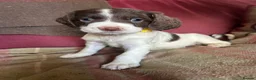 English Springer Spaniel dogs for sale: English springer spaniel puppies  - Advert 5
