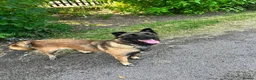 Mixed Breed dogs for adoption: Meet Luna, currently residing in London in Edgware - Advert 4