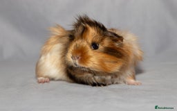 Guinea Pig rodents for sale: Sow Pet Pair and Boar - Advert 3