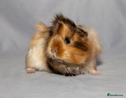 Guinea Pig rodents Sow Pet Pair and Boar - Advert 8