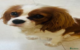 Cavalier King Charles Spaniel dogs for sale: Beautiful Blenheim Cavalier King Charles Spaniel - Image 1