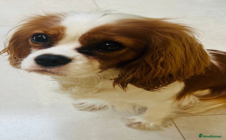 Cavalier King Charles Spaniel dogs - Advert 3
