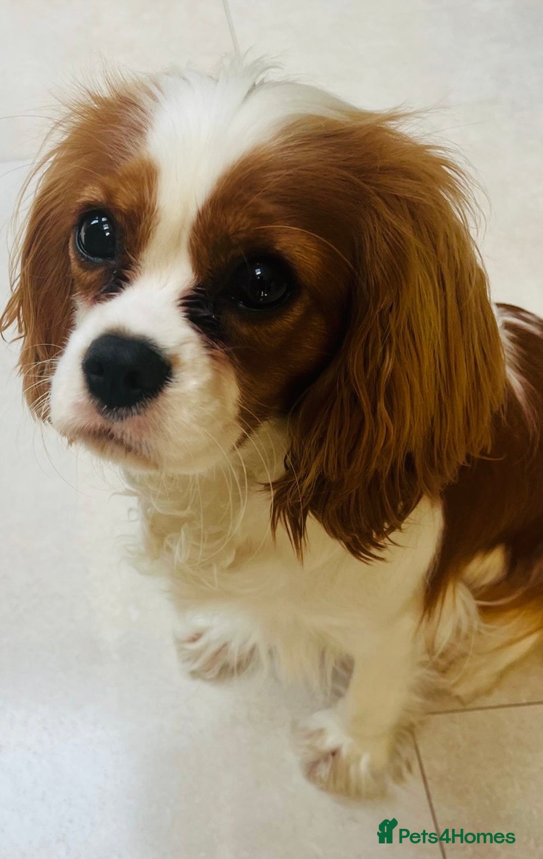 Cavalier King Charles Spaniel dogs for sale: Beautiful Blenheim Cavalier King Charles Spaniel - Image 1