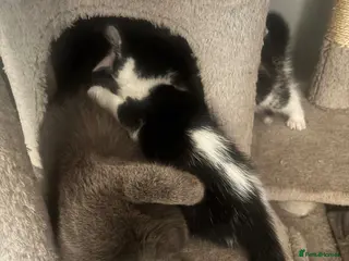 Thai cats stormy - Advert 1